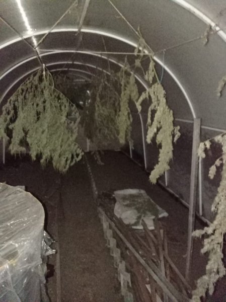 В Калтасинском районе полицейские задержали двух местных жителей за выращивание конопли